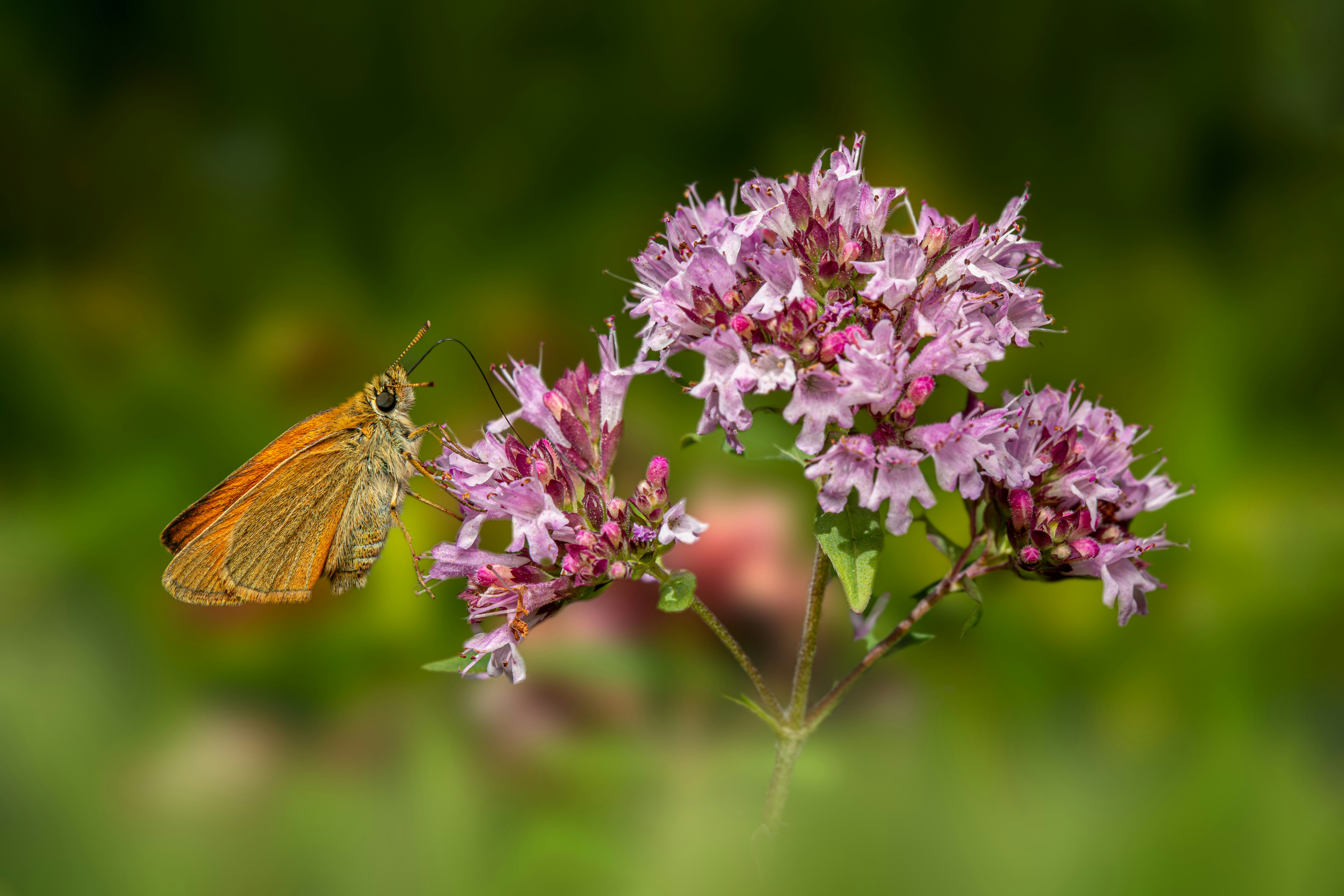 Photo by erik_karits