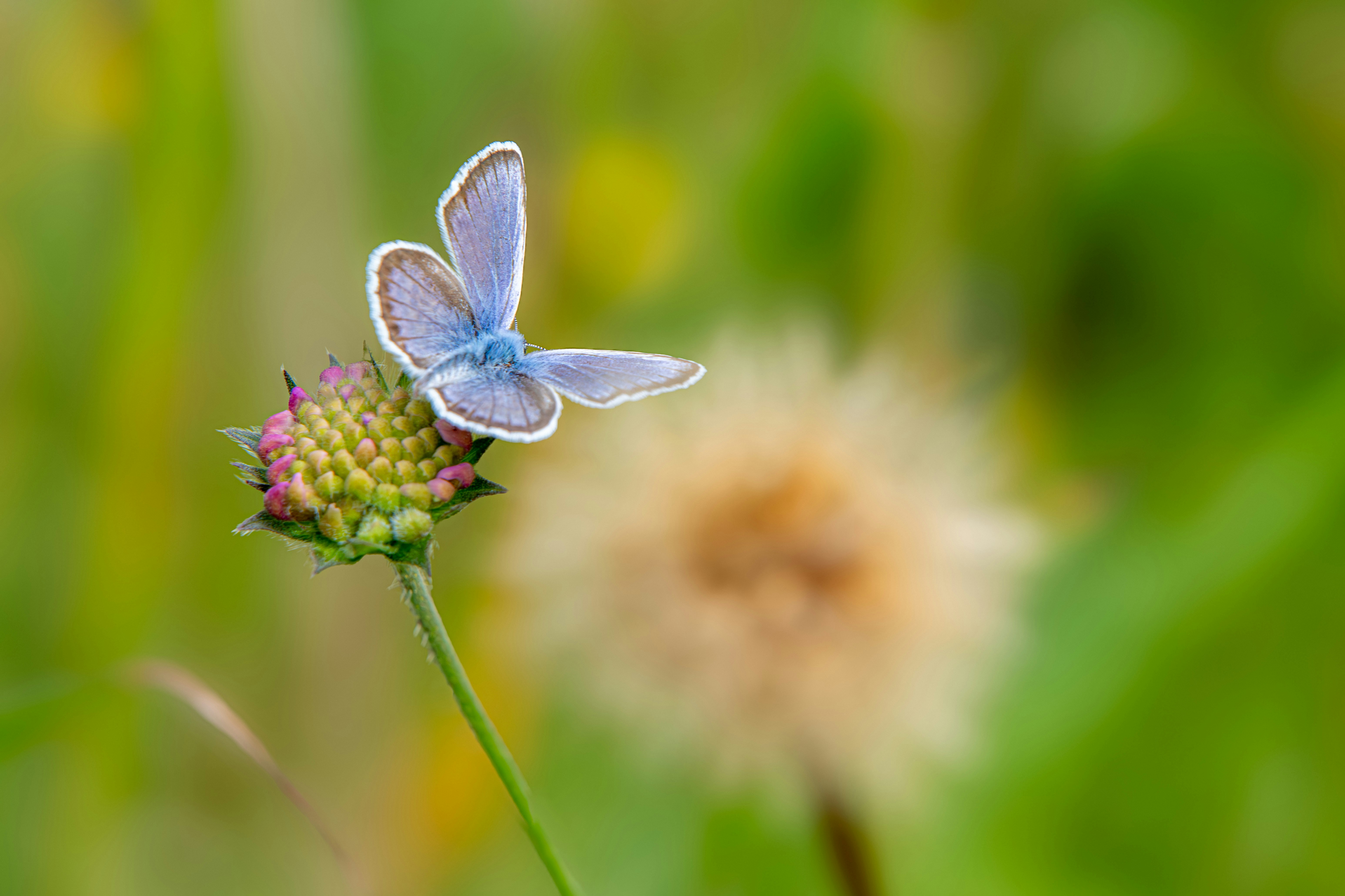 Photo by erik_karits