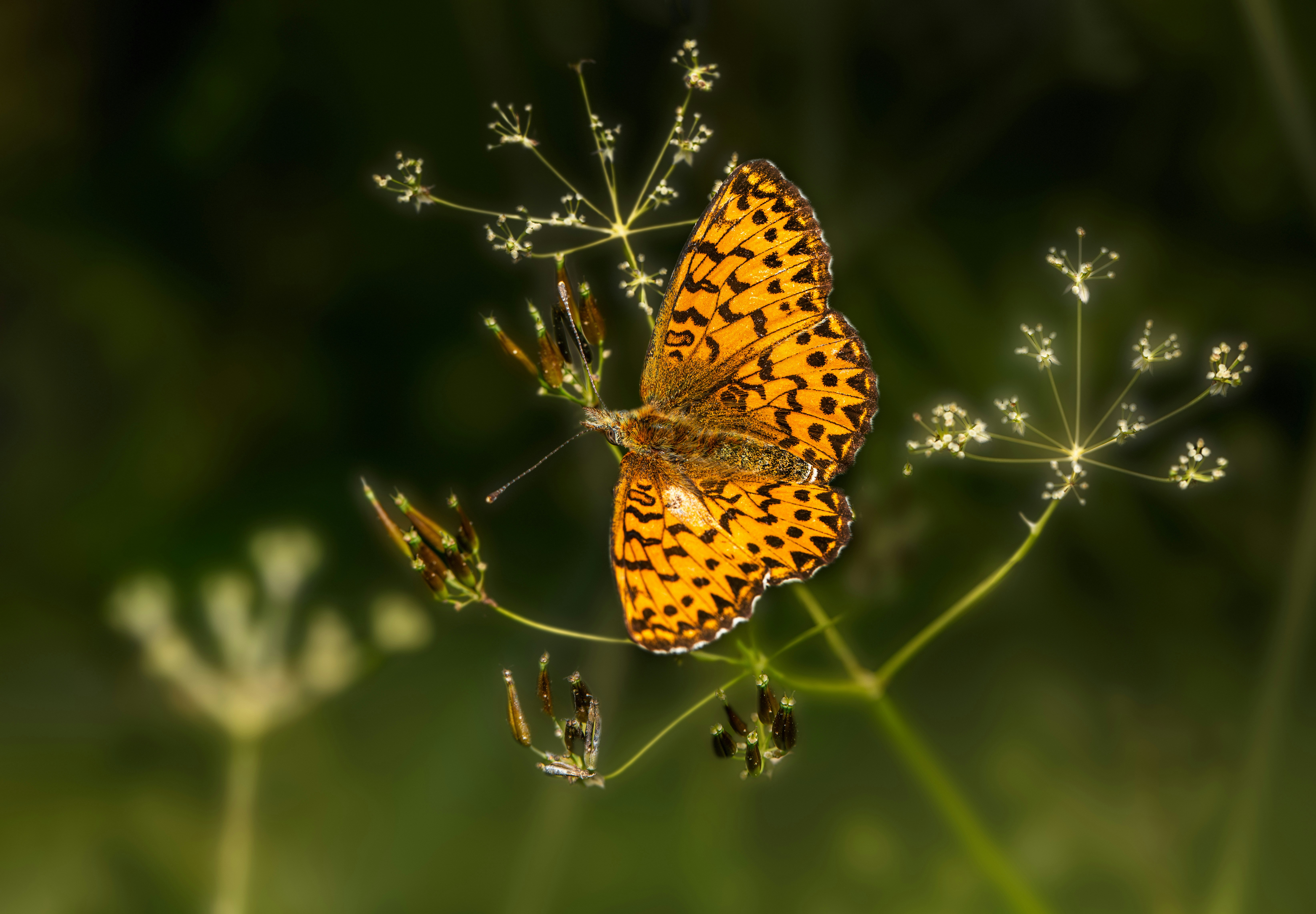 Photo by erik_karits