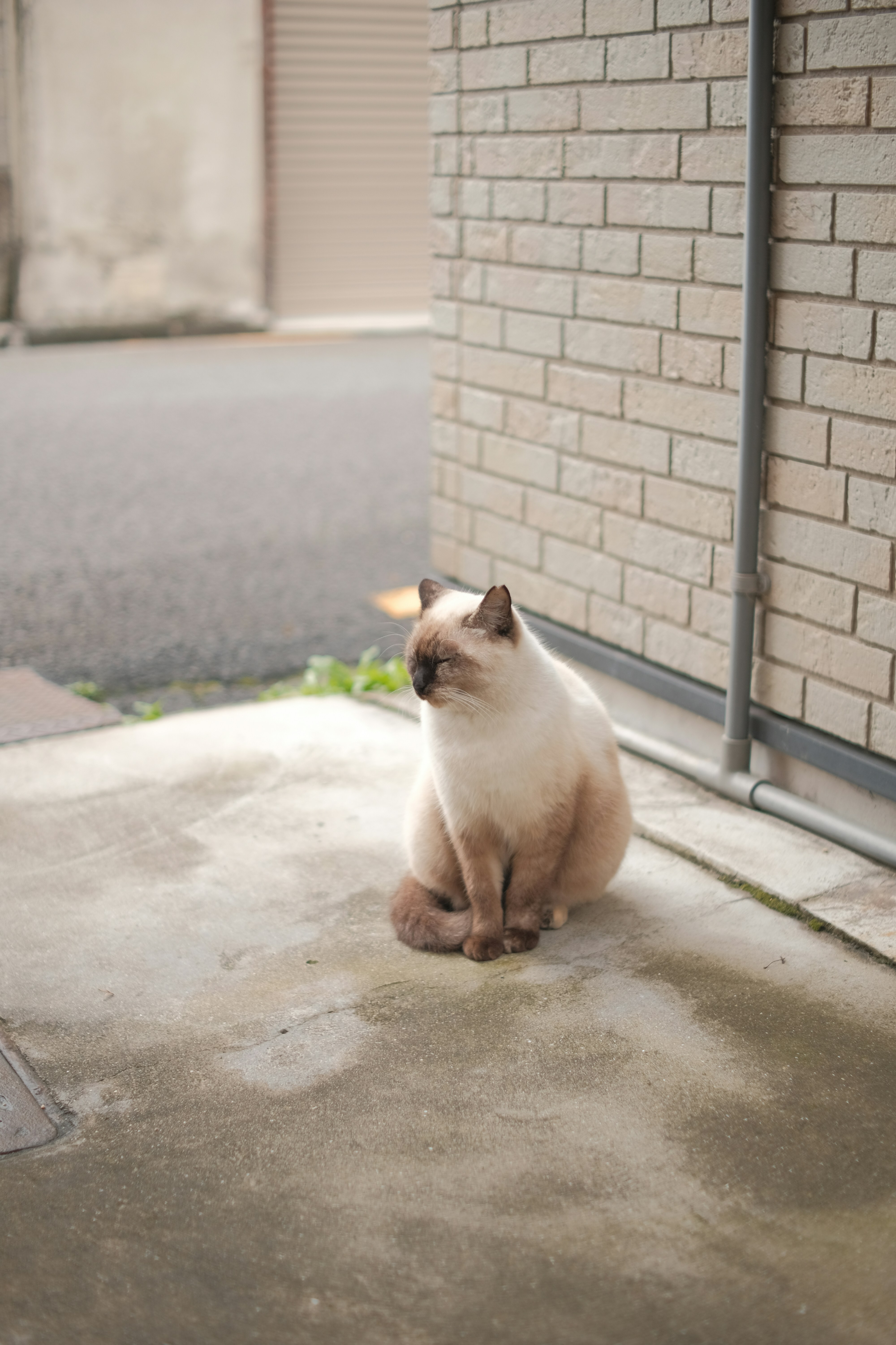 A white and brown cat sitting on the ground next to a brick wall photo ...