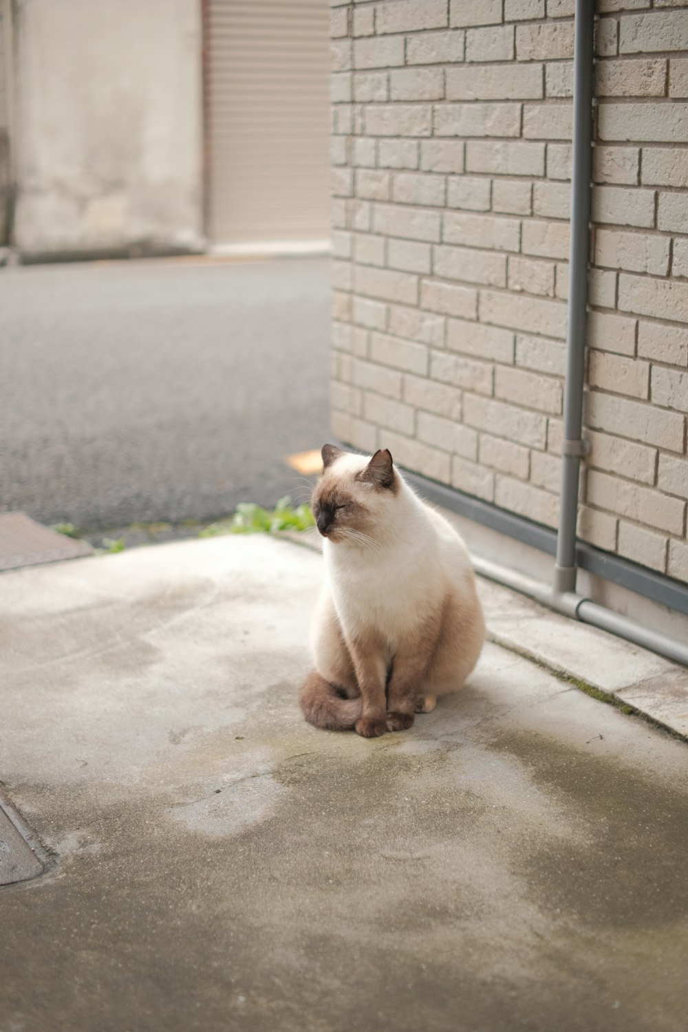 a white and brown cat sitting on the ground next to a brick wall