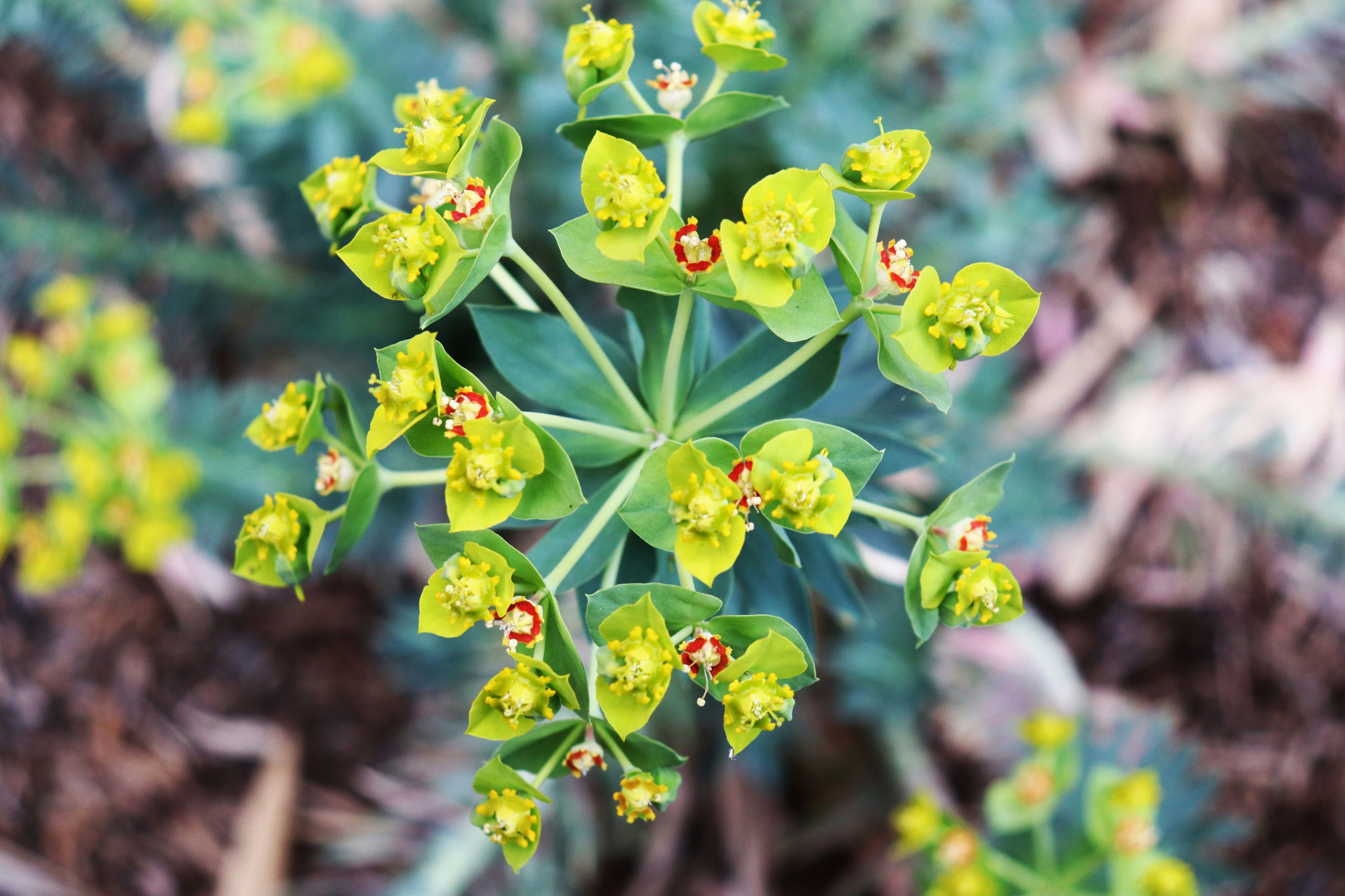 a close up of a green plant with yellow flowers