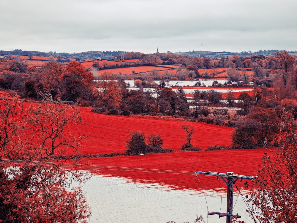 a view of a red field with a telephone pole in the foreground