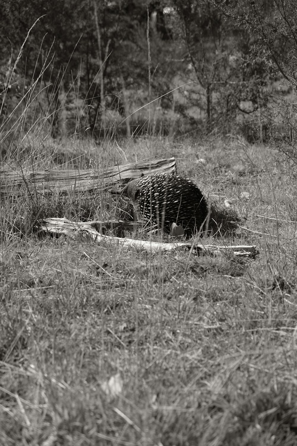 a black and white photo of a dead animal in a field