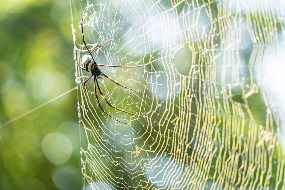 a spider sits on its web in the middle of the forest