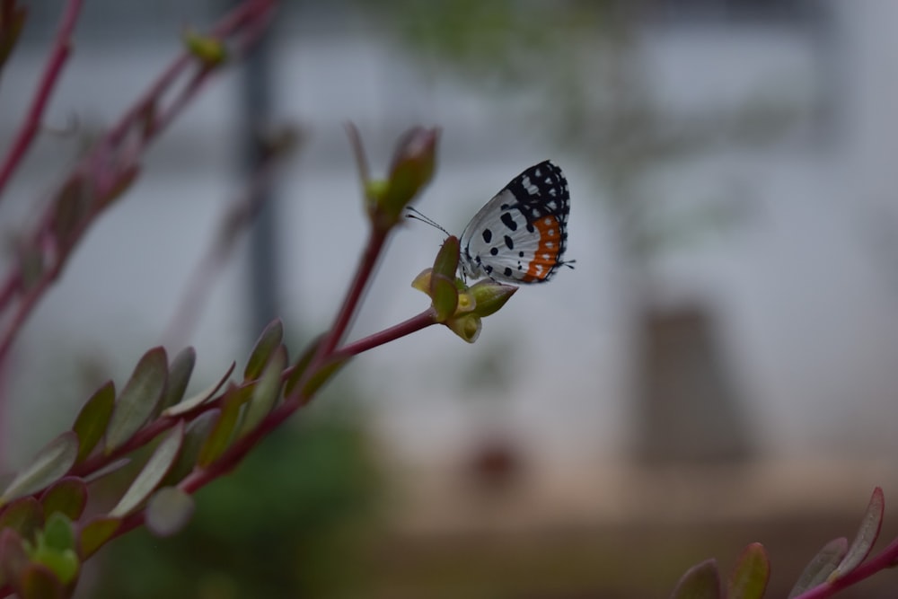 a butterfly is sitting on a flower stem