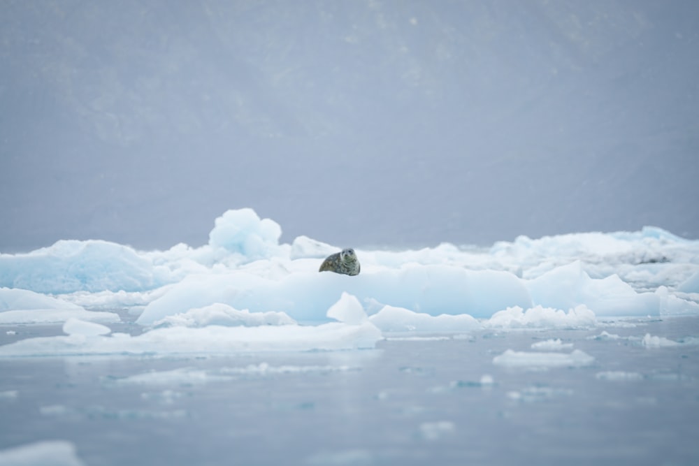 a polar bear standing on top of a pile of ice