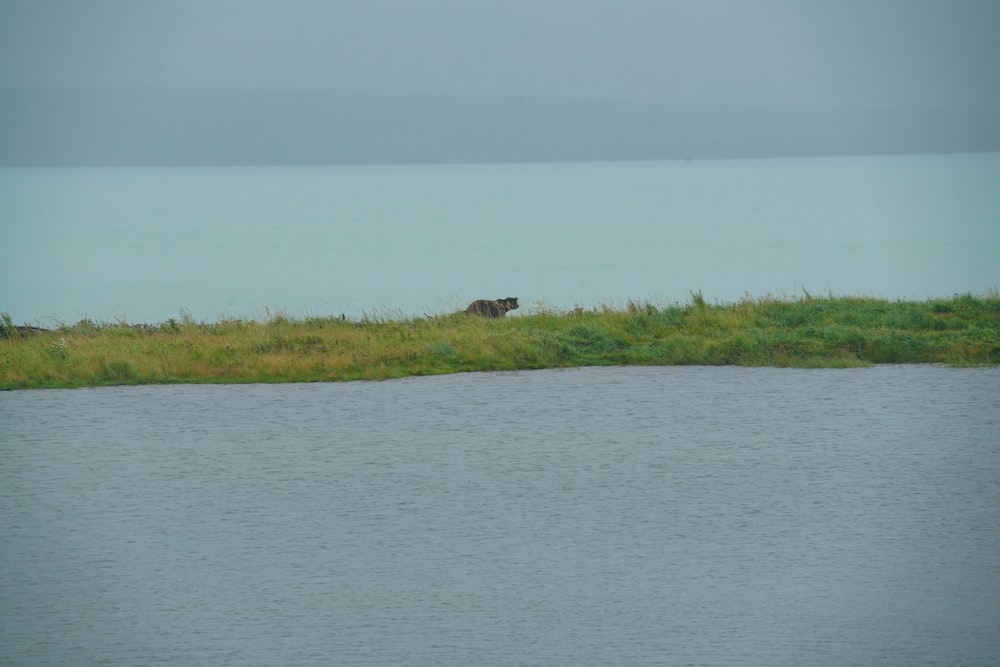 a bear that is standing in the grass