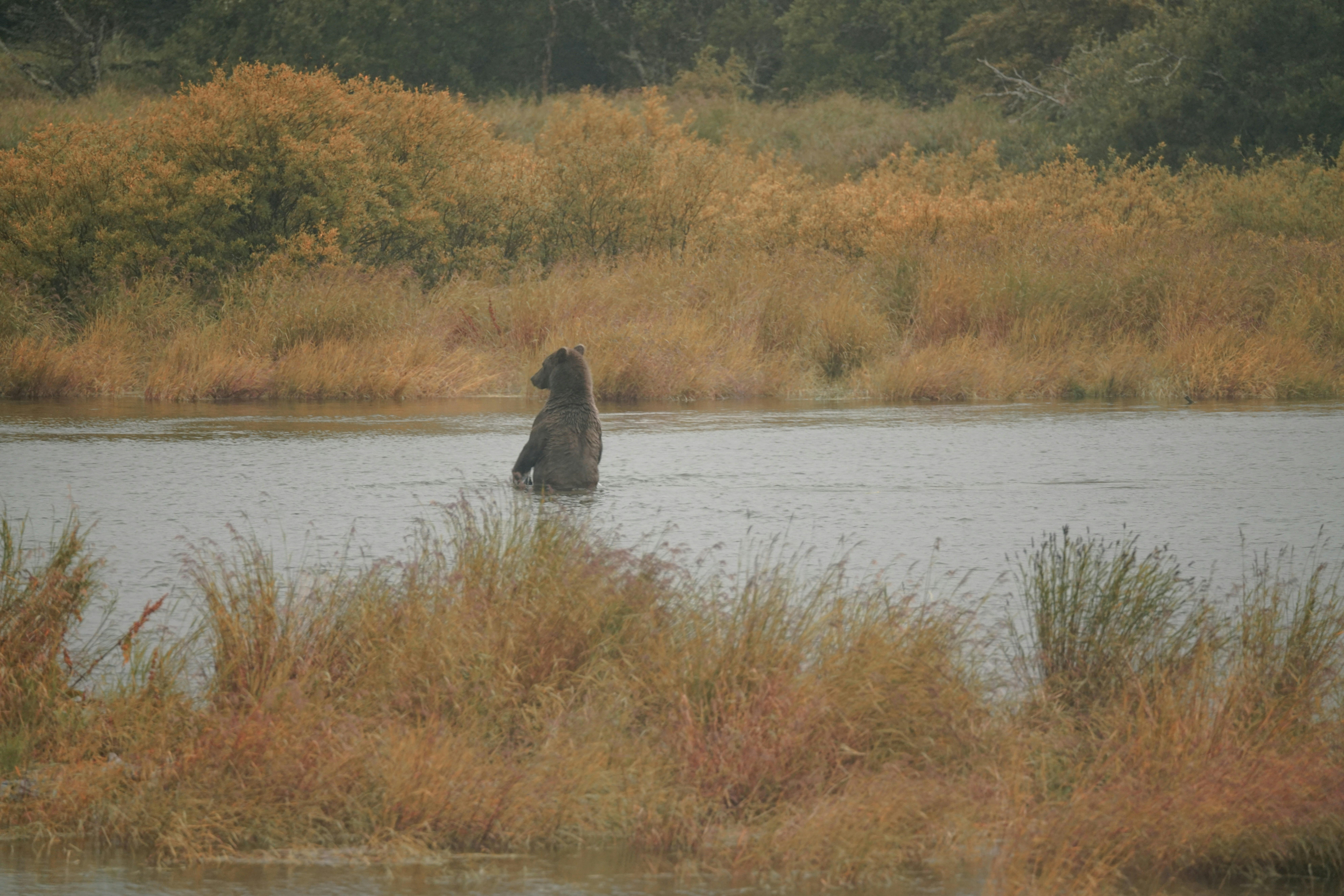 a bear is standing in a body of water