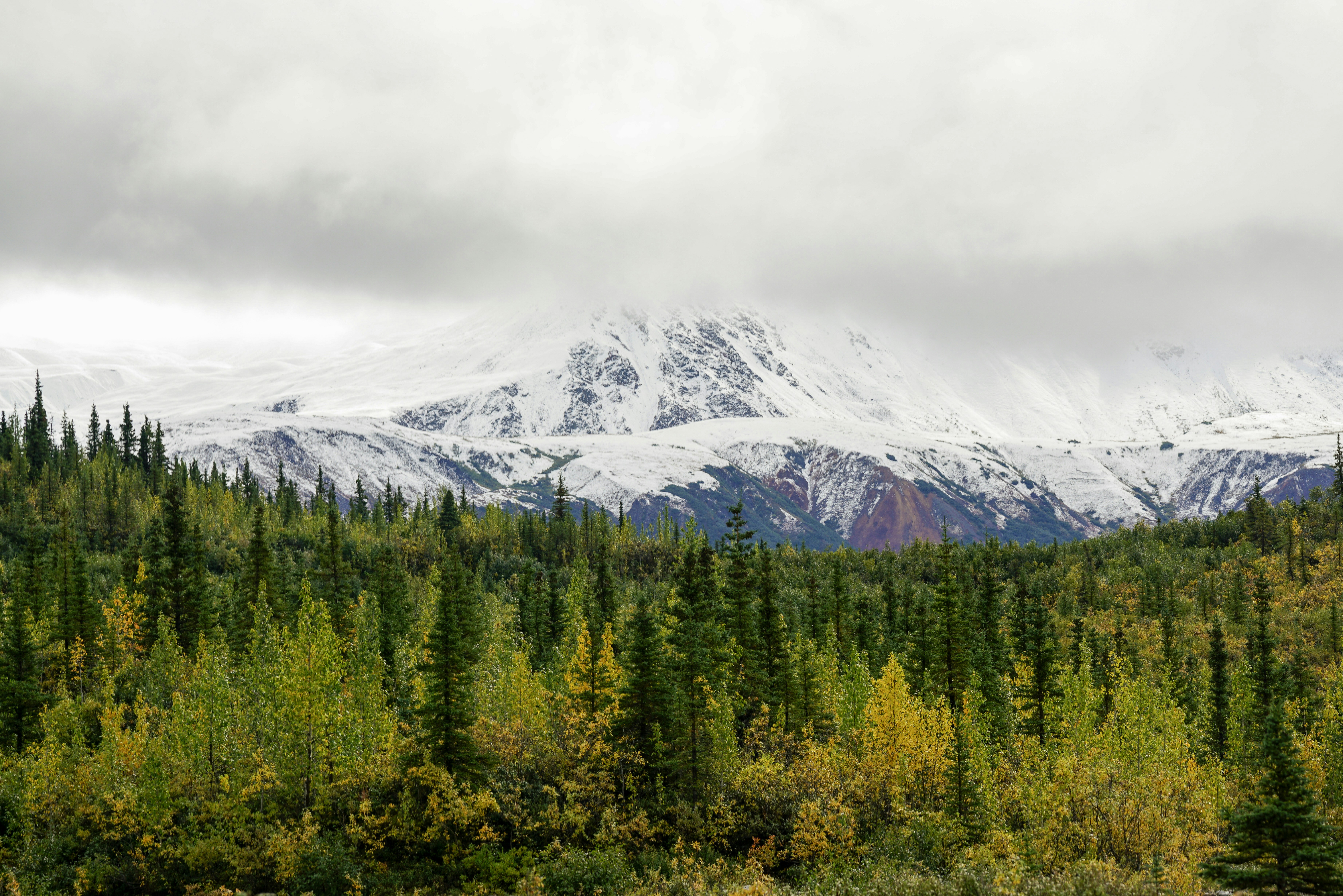 a snow covered mountain in the distance with trees in the foreground