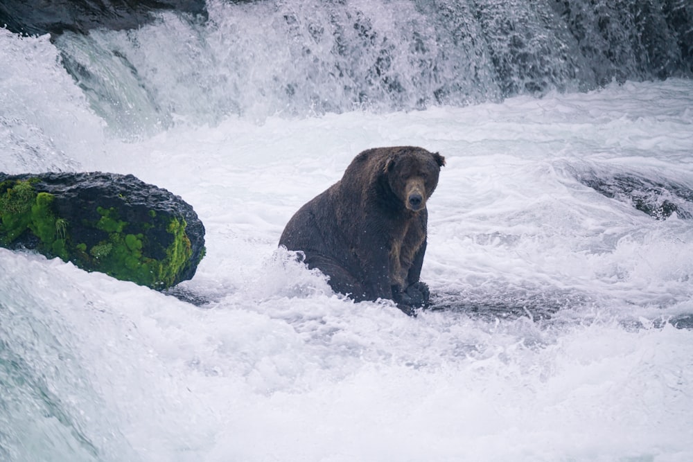 a brown bear sitting in the water near a waterfall