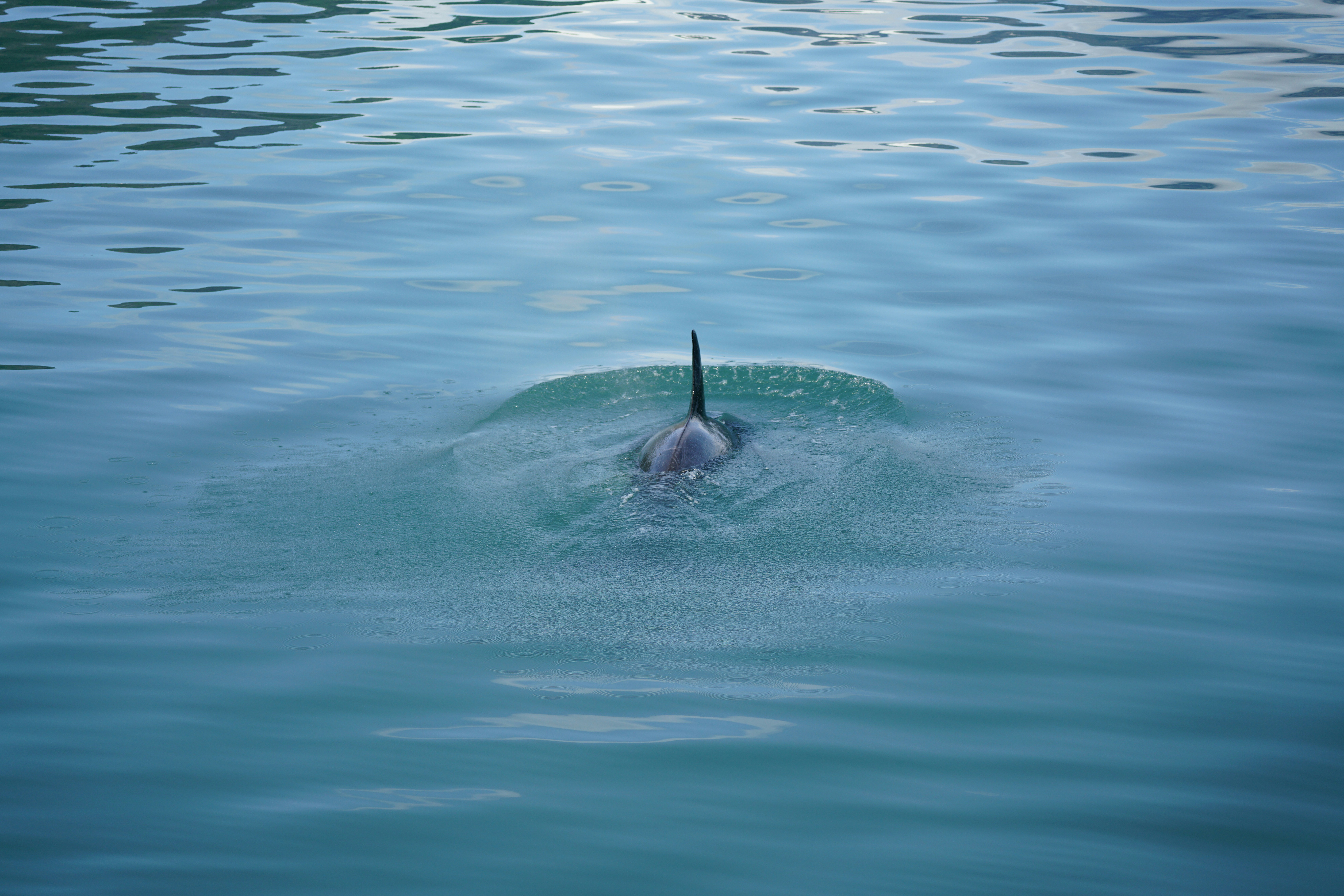 a bird is swimming in a body of water