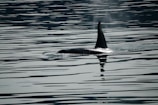 A large orca swims just below the surface of a body of water, with its prominent dorsal fin emerging above the water and creating ripples around it. The reflection of the fin can be seen in the calm water, enhancing the scene's symmetry.