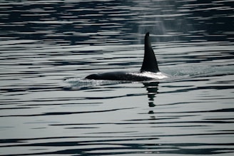 A large orca swims just below the surface of a body of water, with its prominent dorsal fin emerging above the water and creating ripples around it. The reflection of the fin can be seen in the calm water, enhancing the scene's symmetry.
