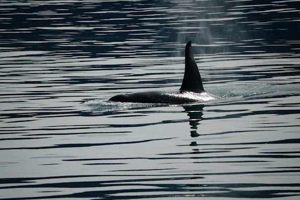 A large orca swims just below the surface of a body of water, with its prominent dorsal fin emerging above the water and creating ripples around it. The reflection of the fin can be seen in the calm water, enhancing the scene's symmetry.