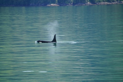 A lone orca swims near the surface of calm, greenish-blue water, with visible mist from its blowhole. The distant shoreline is covered with lush greenery.