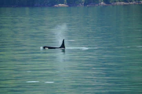 Close-up of an orca swimming gracefully near a small boat in the Sea of Cortez.