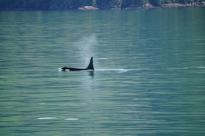 A lone orca swims near the surface of calm, greenish-blue water, with visible mist from its blowhole. The distant shoreline is covered with lush greenery.