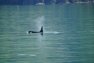 A lone orca swims near the surface of calm, greenish-blue water, with visible mist from its blowhole. The distant shoreline is covered with lush greenery.