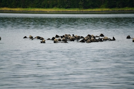 A group of sea otters floats together on calm water, close to a forested shoreline. The otters are a mix of colors, predominantly dark with some lighter patches. The background consists of dense greenery and a narrow strip of grass or earth separating the water from the trees.
