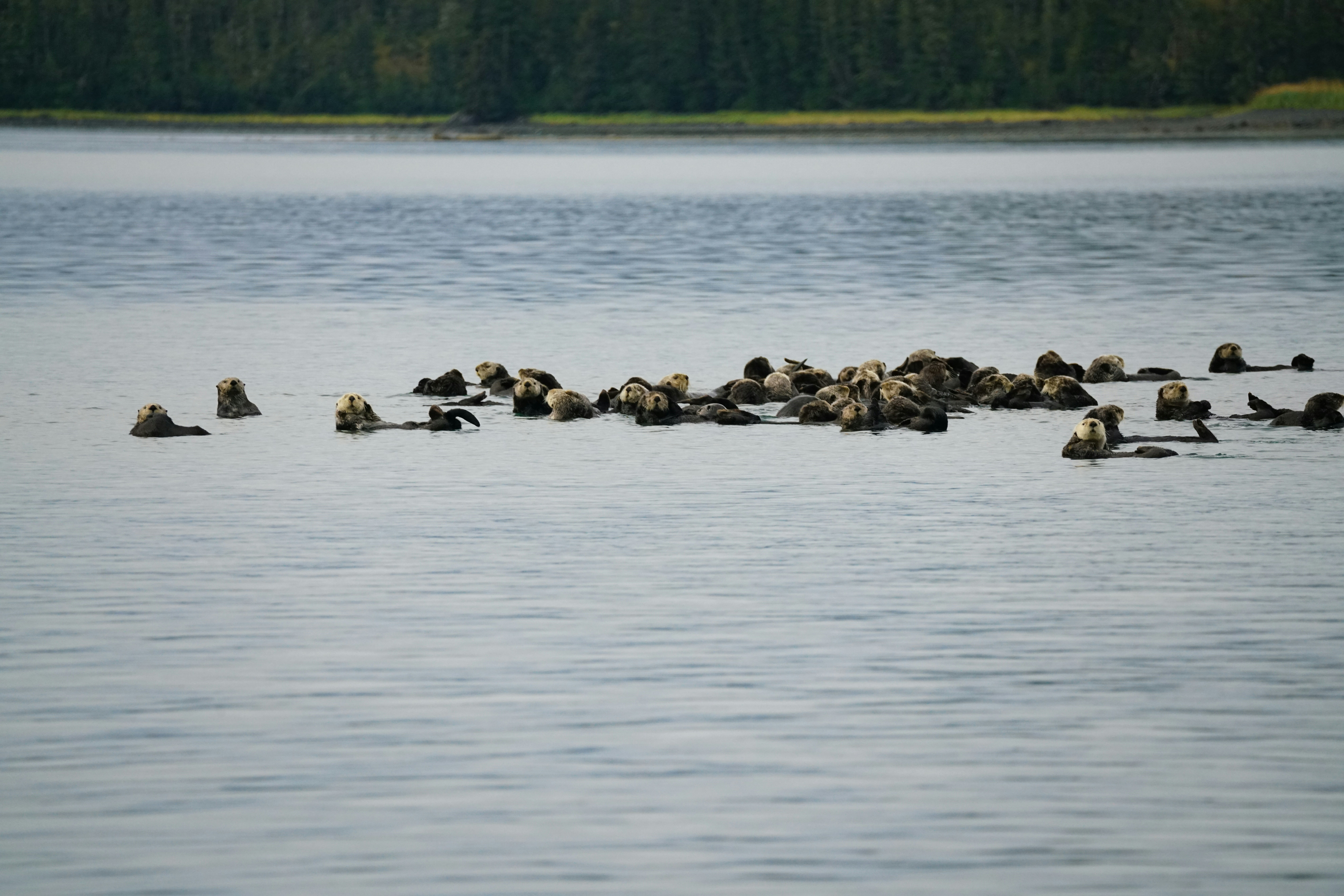 a flock of ducks floating on top of a lake