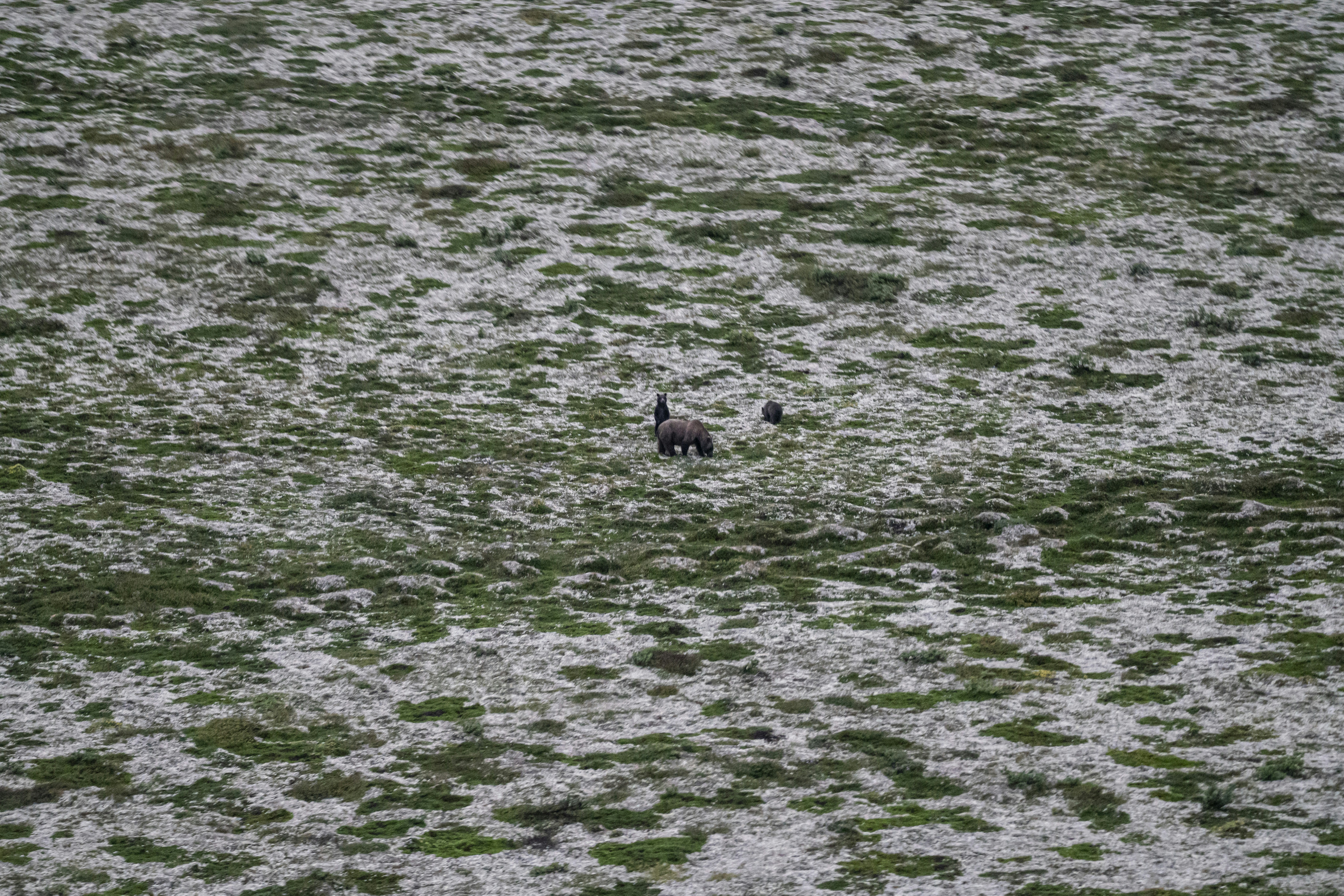 a couple of animals that are standing in the grass