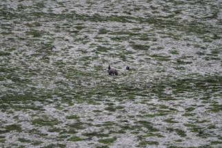 A wide, natural landscape featuring a grassy field lightly covered in snow. At the center, a large animal, likely a bear, stands with a smaller animal nearby, possibly a cub. The scenery is vast and serene, emphasizing the isolation of the animals in their natural habitat.