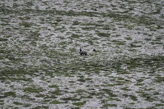 A captivating documentary scene featuring nature and wildlife