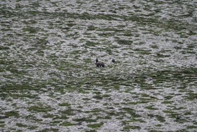 A wide, natural landscape featuring a grassy field lightly covered in snow. At the center, a large animal, likely a bear, stands with a smaller animal nearby, possibly a cub. The scenery is vast and serene, emphasizing the isolation of the animals in their natural habitat.