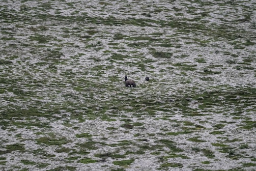 A wide, natural landscape featuring a grassy field lightly covered in snow. At the center, a large animal, likely a bear, stands with a smaller animal nearby, possibly a cub. The scenery is vast and serene, emphasizing the isolation of the animals in their natural habitat.