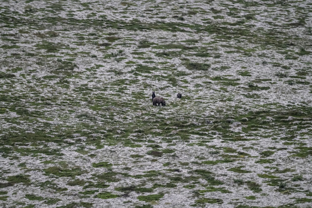 a couple of animals that are standing in the grass