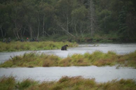 Scientists setting up camera traps to monitor Andean bear activity at dawn.