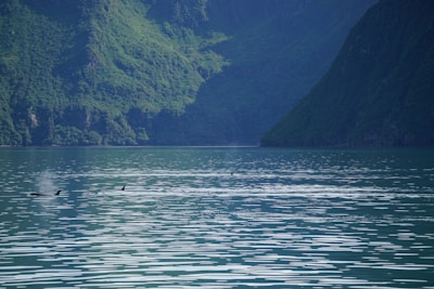 A serene coastal scene featuring a body of water surrounded by lush, green mountains. The surface of the water is calm with gentle ripples. A pod of orcas is visible, with their dorsal fins breaking the water's surface, and a faint mist from a spout is also seen.