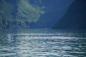 A serene coastal scene featuring a body of water surrounded by lush, green mountains. The surface of the water is calm with gentle ripples. A pod of orcas is visible, with their dorsal fins breaking the water's surface, and a faint mist from a spout is also seen.