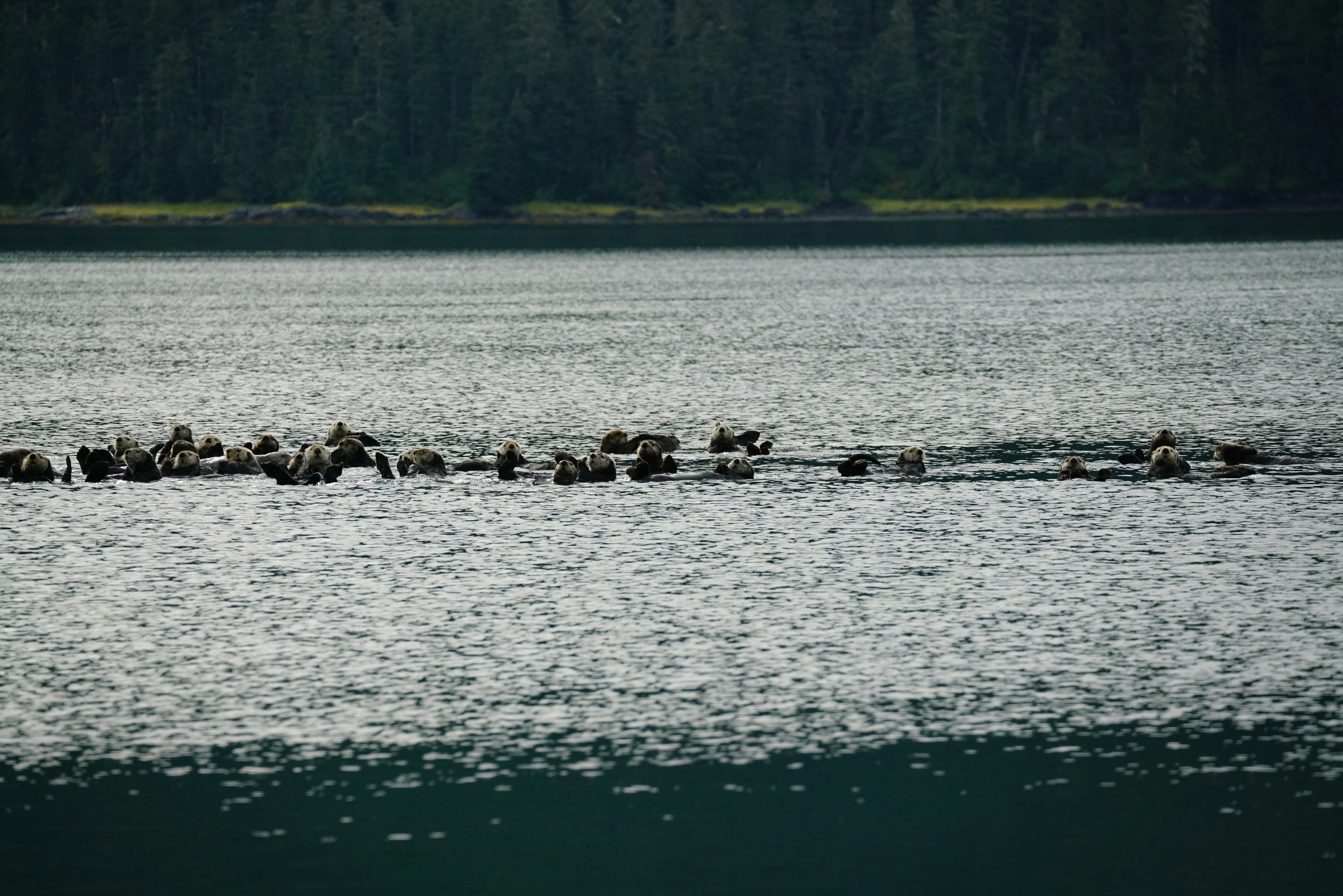 6. Caribou Trek Across the Tundra (image credits: unsplash)