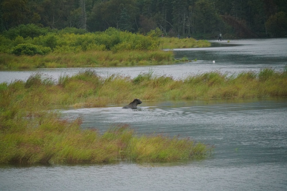 a bear swimming in a lake surrounded by tall grass