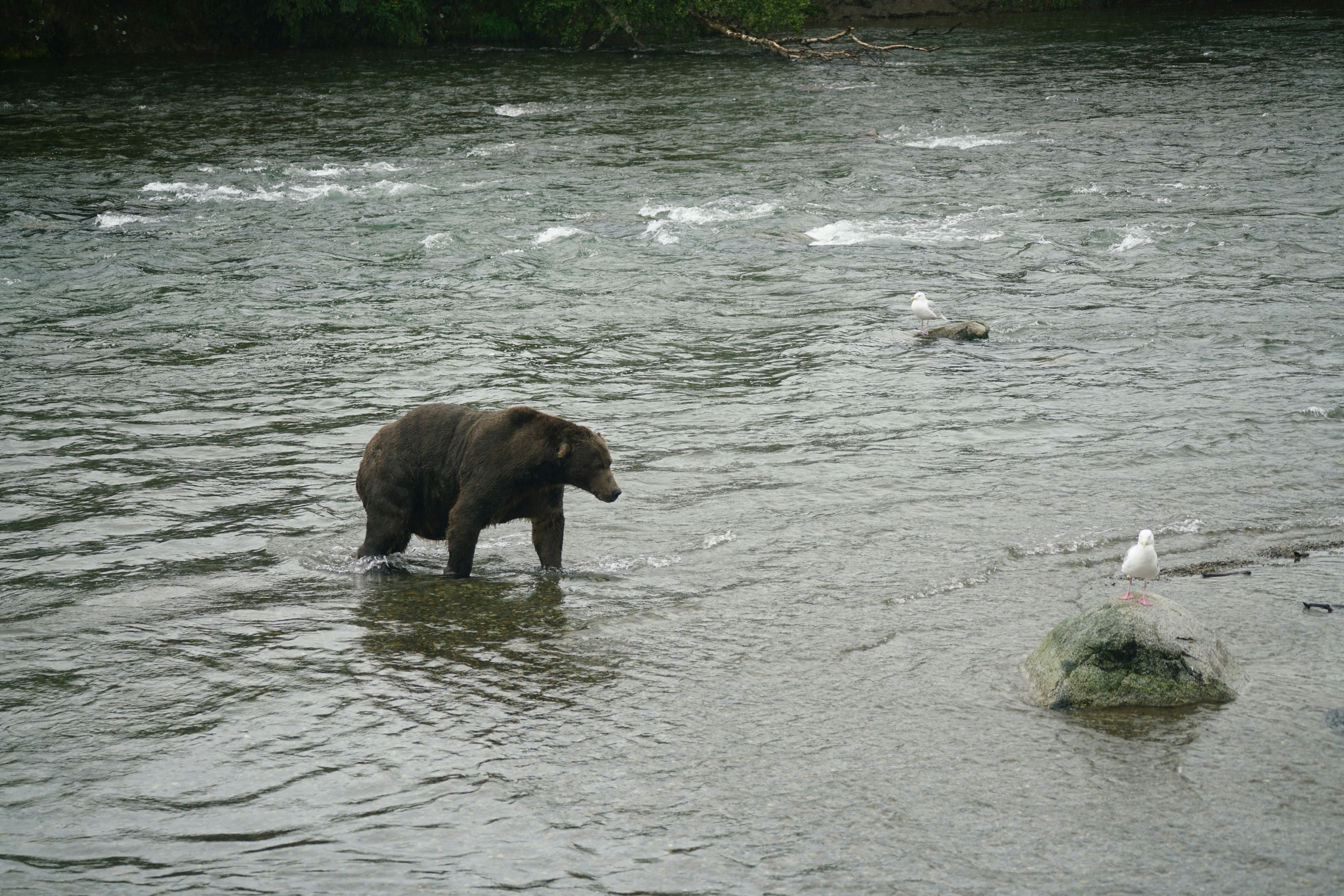 a bear is standing in the middle of a river
