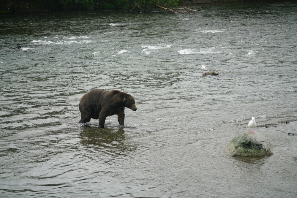 a bear is standing in the middle of a river