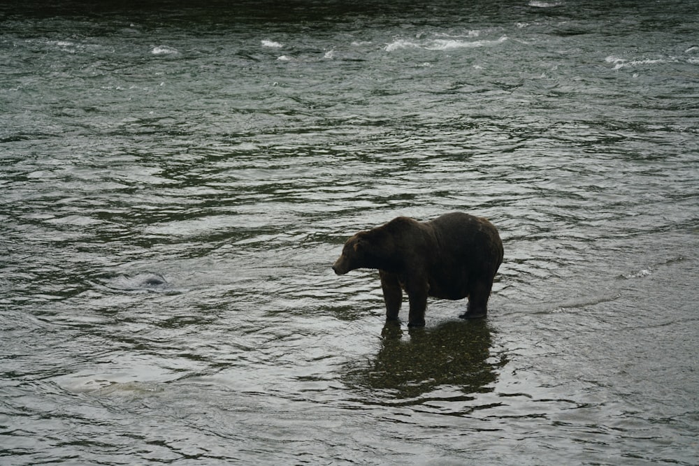 a bear standing in the middle of a river