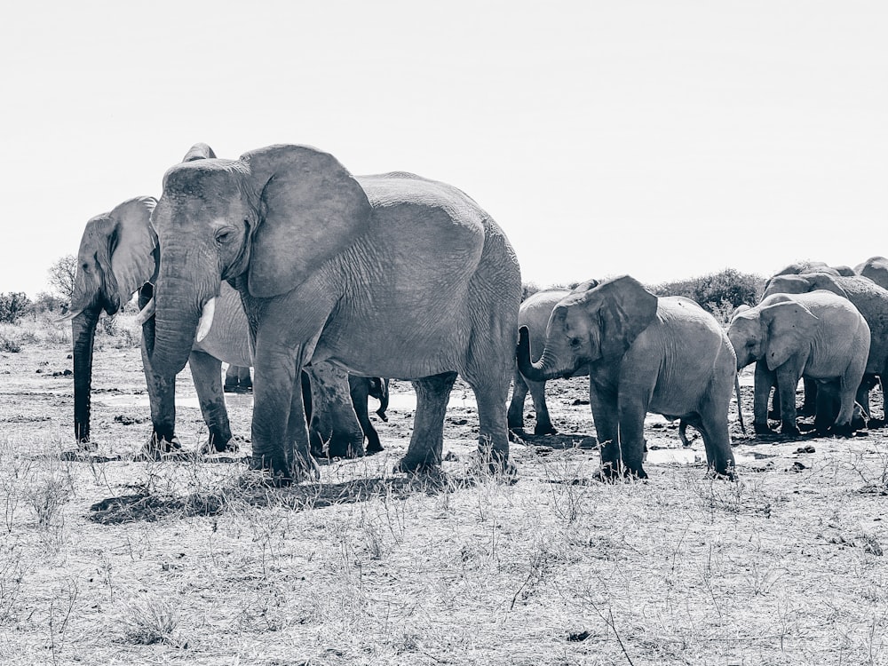 a herd of elephants standing on top of a dry grass field