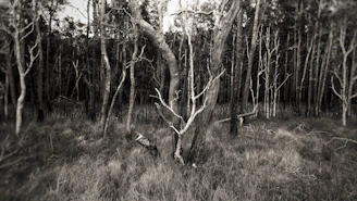 An eerie forest with trees bending and twisting unnaturally under a twilight sky.