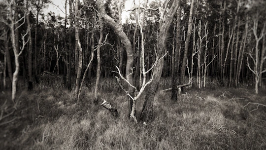 An eerie forest with trees bending and twisting unnaturally under a twilight sky.