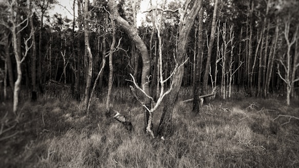An eerie forest landscape with sparse, twisted trees and dense undergrowth. The black and white color scheme enhances the somber atmosphere, with leafless branches reaching upwards against a background of thicker arboreal silhouettes.