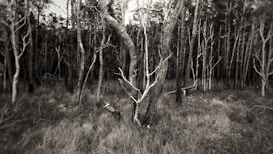 An eerie forest landscape with sparse, twisted trees and dense undergrowth. The black and white color scheme enhances the somber atmosphere, with leafless branches reaching upwards against a background of thicker arboreal silhouettes.