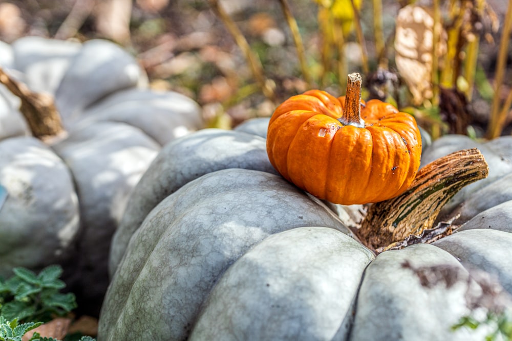 a group of pumpkins sitting on top of each other