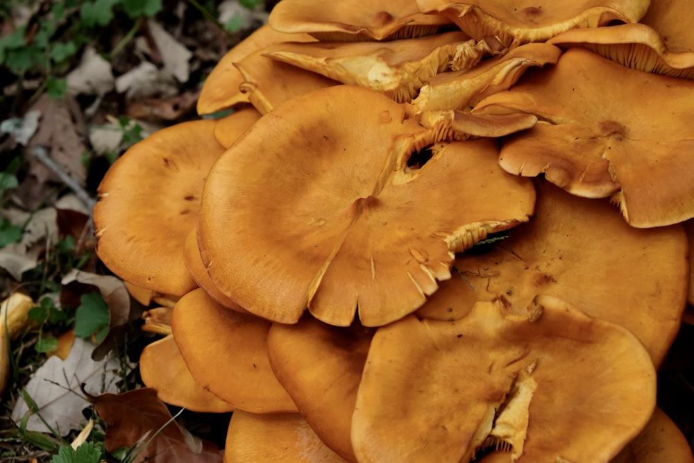 a bunch of mushrooms that are on the ground