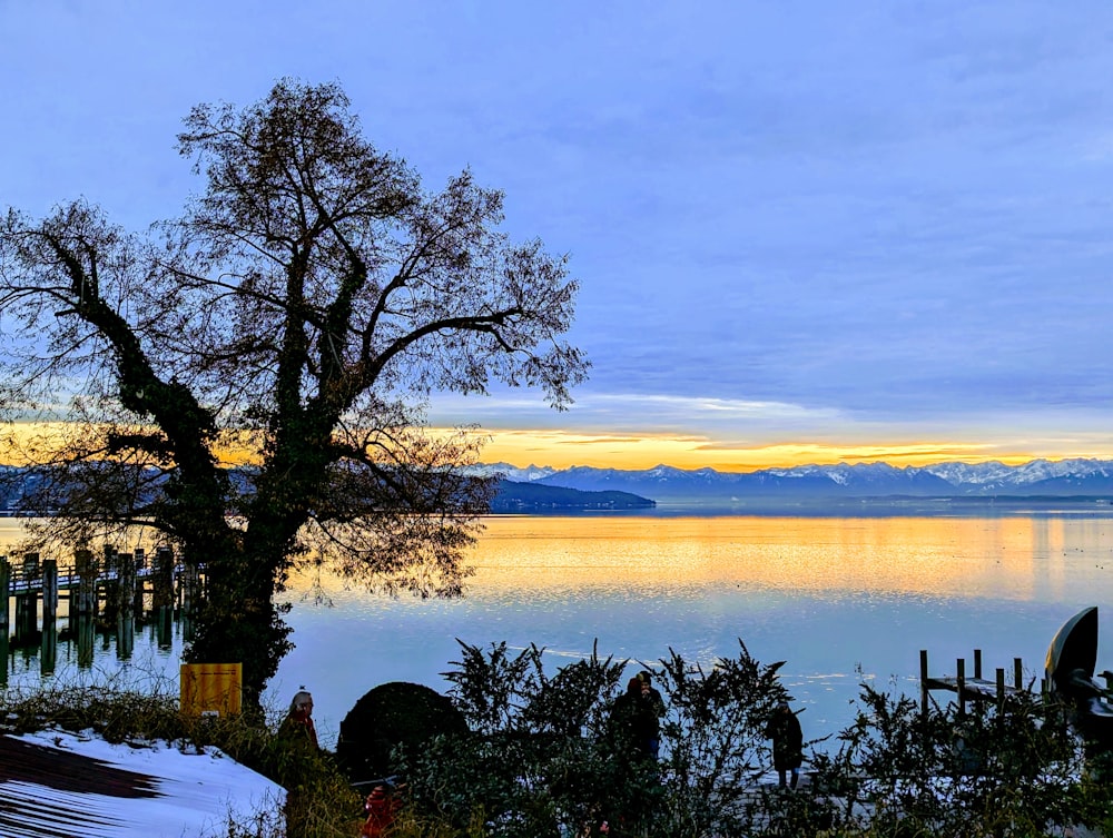 a lake with a tree in the foreground and mountains in the background