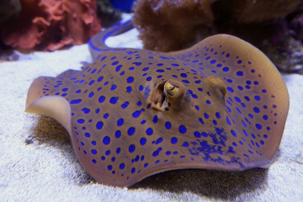 a close up of a blue and brown stingfish