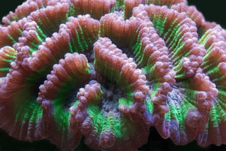 A close-up view of a coral displaying intricate, textured patterns and vibrant colors. The surface features ridges and valleys with a mix of green and pink hues, showcasing the natural beauty of marine life.