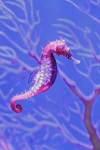 a sea horse is swimming in the water